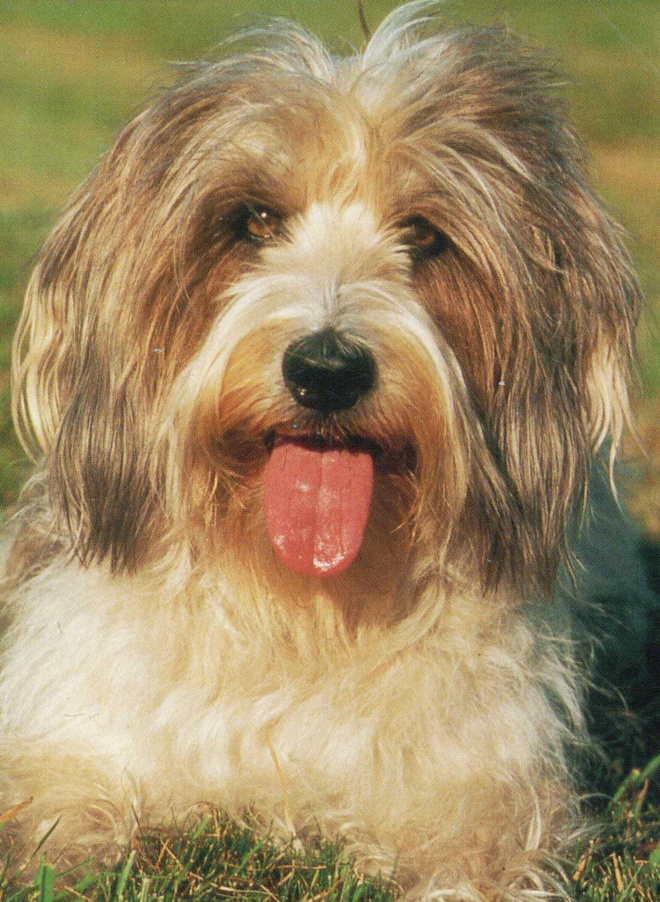 BASSET GRIFTON VENDEEN  - AJOKOIRA