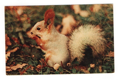 ORAVA #188