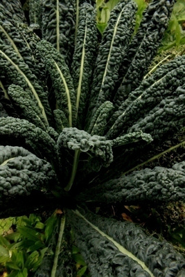 Koristekaali 'Nero di Toscana', siemeniä 50 kpl