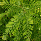 Pikkusulkapensas (Amorpha nana), siemeniä 30 kpl - pikkukuva 2