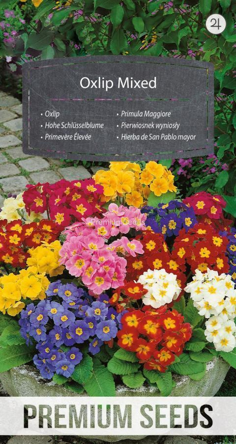 Lehtoesikko "Oxlip Mixed" - siemenet #