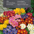 Lehtoesikko "Oxlip Mixed" - siemenet # - pikkukuva 1