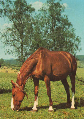 HEVONEN POSTIKORTTI