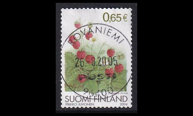 1698 o Ahomansikka loisto Rovaniemi 26.8.2005 (2004)