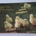 tipuja, uskonnollinen kortti, kulkenut 1987 - pikkukuva 1