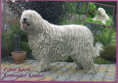 KOMONDOR POSTIKORTTI