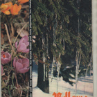 Pellervo n:o 6 1970 Aulis Haikkonen. Reijo Stedt. Yhteistyö. - pikkukuva 1