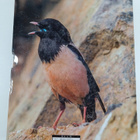 Lars Svensson ym. : Handbook of Western Palearctic Birds ... - pikkukuva 2
