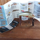 Salmo Hornet Floating SDR 4cm D - pikkukuva 1