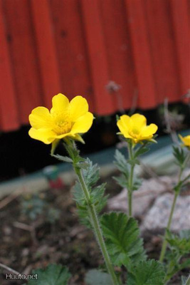 Vuorikellukka (Geum montanum), siemeniä 50 kpl