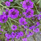 Siniverbena (Verbena rigida), siemeniä 50 kpl - pikkukuva 2