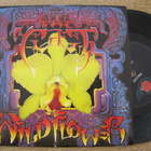 The Cult wild flower 7 45 UK 1987 lehdistötiedote/promo - pikkukuva 1