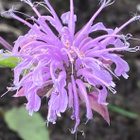Preeriaväriminttu (Monarda fistulosa), siemeniä 50 kpl - pikkukuva 1