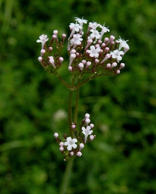 "Italianvirmajuuri" (Valeriana dioscoridis), siemeniä 30 kpl