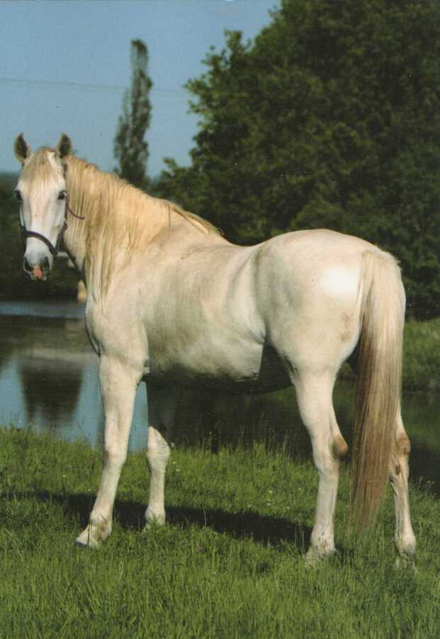 HEVONEN POSTIKORTTI  -  KLADRUBYNHEVONEN