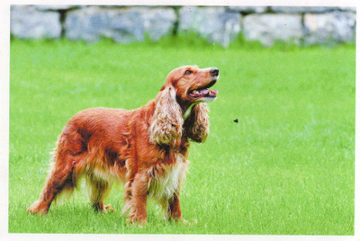COCKERSPANIEL POSTIKORTTI