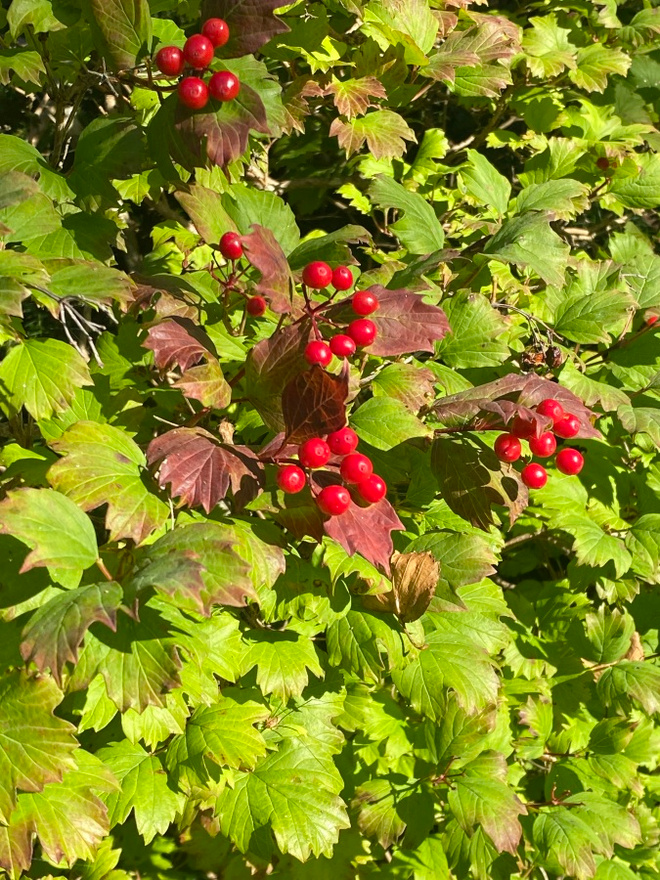 Koiranheisi (Viburnum opulus), siemeniä 30 kpl