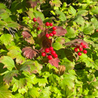 Koiranheisi (Viburnum opulus), siemeniä 30 kpl - pikkukuva 1