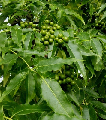 Amurinkorkkipuu (Phellodendron amurense), siemeniä 30 kpl