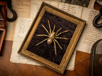 Taksidermia – Lintuhämähäkki ”Golden spider”