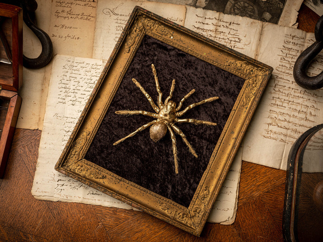 Taksidermia – Lintuhämähäkki ”Golden spider”