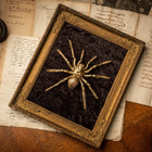 Taksidermia – Lintuhämähäkki ”Golden spider” - pikkukuva 1