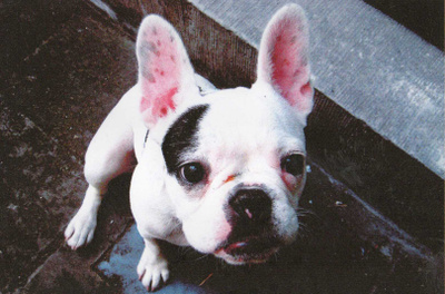 BULLDOG POSTIKORTTI