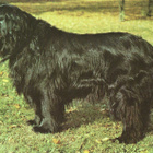 NEWFOUNDLANDINKOIRA POSTIKORTTI - pikkukuva 1