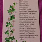 Nimikortti / Nimipäiväkortti Katri - pikkukuva 2