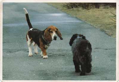 BASSET POSTIKORTTI