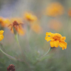 Zeiss 50mm/1.4 c/y - pikkukuva 4