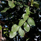 Johanneksenleipäpuu (Ceratonia siliqua), siemeniä 20 kpl - pikkukuva 1