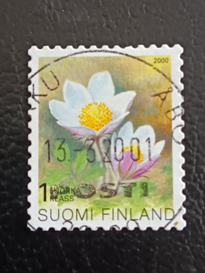 -00 Kangasvuokko Lo
