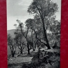Bordighera, Italia: oliivitarha-postikortti - pikkukuva 1