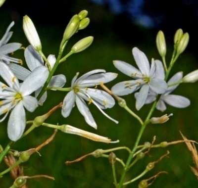 Haarahietalilja (Anthericum ramosum), siemeniä 50 kpl