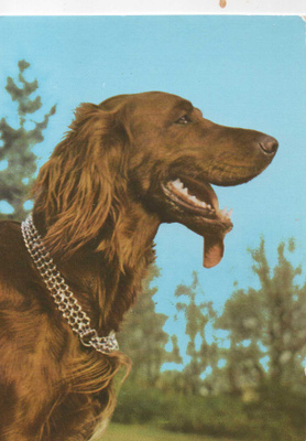 IRLANNINSETTER POSTIKORTTI