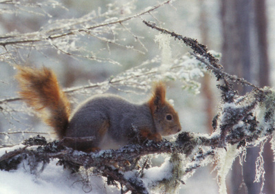 Orava naavaoksalla