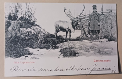 Lapinmaasta, nuori lappilainen ja poro, mv pk, k. k-k