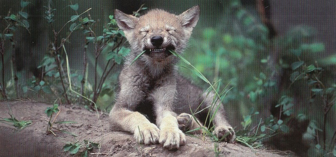 Sudenpentu, Kanada (panoraamakortti)