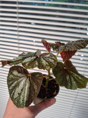 Begonia U168