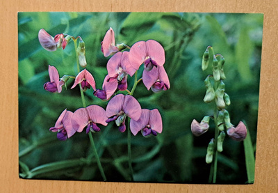 kukka, metsänätkelmä, Luonnonsuojeluk. kulkenut 1984