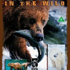 Big bears in the wild - pikkukuva 1