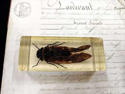 Natura Obscura – Entomologinen näyte no. 403