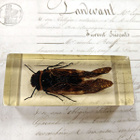 Natura Obscura – Entomologinen näyte no. 403 - pikkukuva 1