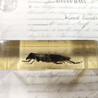 Natura Obscura – Entomologinen näyte no. 410 - pikkukuva 2