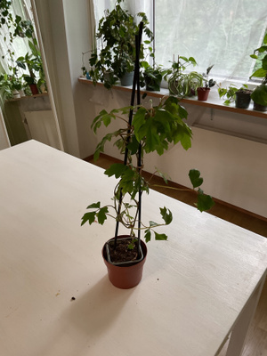Nuori huoneviini, jossa on vihreät liuskaiset lehdet