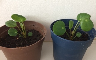 Kilpipiilea taimi