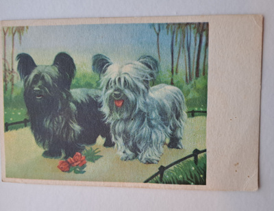 kaksi mäyräkoiraa seisoo, kulkenut 1942