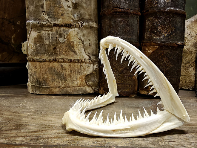 Syvämeren petokalan hammasto – Lophius piscatorius