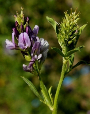 Sinimailanen (Medicago sativa), siemeniä 50 kpl